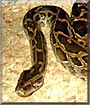 Milenko the Burmese Python