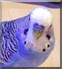 Peter the Budgie