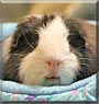 Pigwidgeon the Guinea Pig