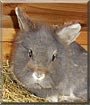 Luise the Rabbit