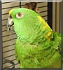 Georgie Girl the Amazon Parrot