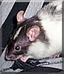 Cosmopolitan the Rat
