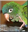 Tegan the Blue Crown Conure