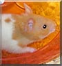 Sandy the Syrian Hamster