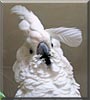 Henri the Umbrella Cockatoo
