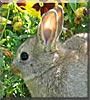 Brownie the Dwarf Rabbit
