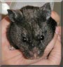 Smokey the Black Bear hamster