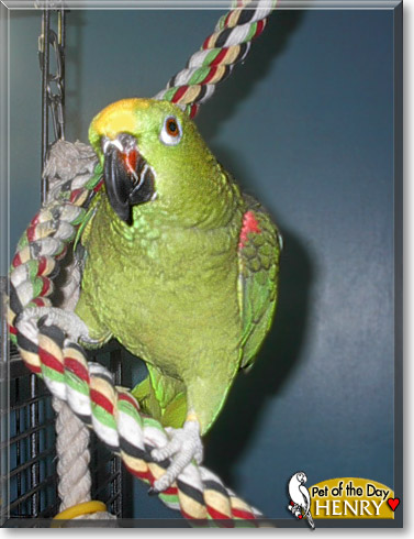 Henry, the Pet of the Day Henry, the Pet of the Day