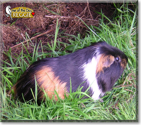 Reggie, the Pet of the Day