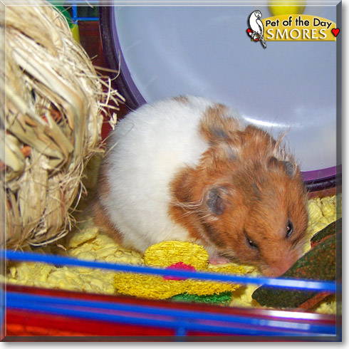 Smores, the Pet of the Day