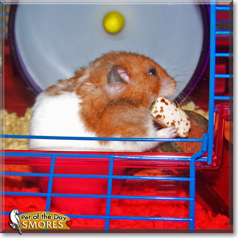 Smores, the Pet of the Day
