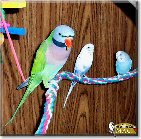 Maci, the Pet of the Day Maci, the Pet of the Day