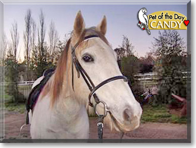 Candy, the Pet of the Day