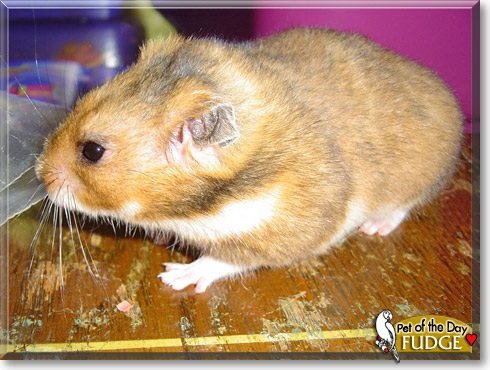 Fudge, the Pet of the Day Fudge, the Pet of the Day
