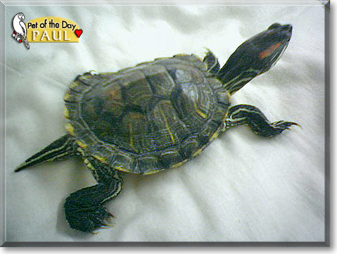 Paul, the Pet of the Day