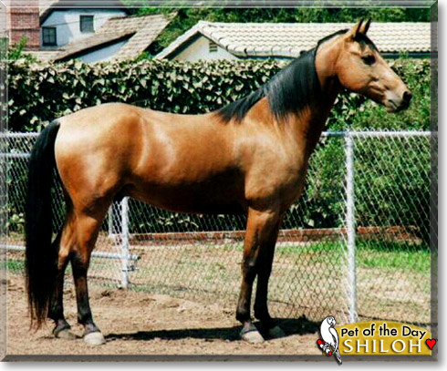 Shiloh, the Pet of the Day Shiloh, the Pet of the Day