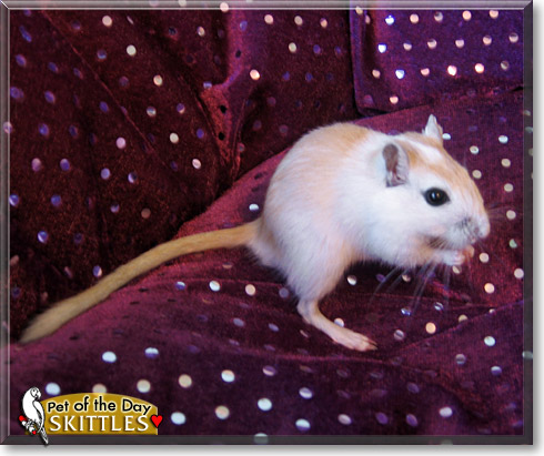 Skittles, the Pet of the Day