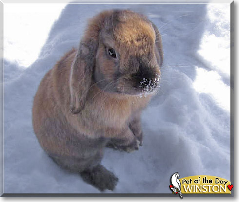Winston, the Pet of the Day