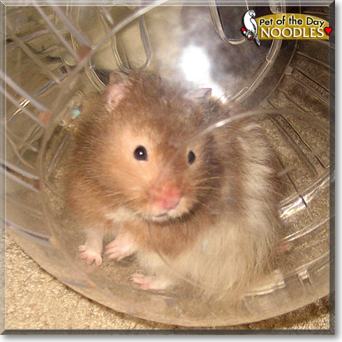 Noodles, the Pet of the Day Noodles, the Pet of the Day