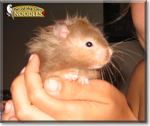 Noodles, the Pet of the Day Noodles, the Pet of the Day