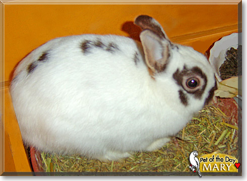 Mary, the Pet of the Day