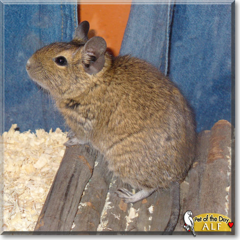 Alf, the Pet of the Day Alf, the Pet of the Day
