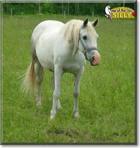 Silly, the Pet of the Day Silly, the Pet of the Day