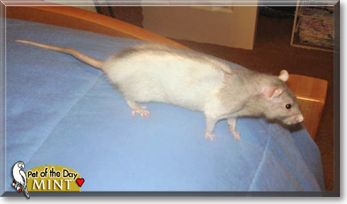 Mint, the Pet of the Day Mint, the Pet of the Day