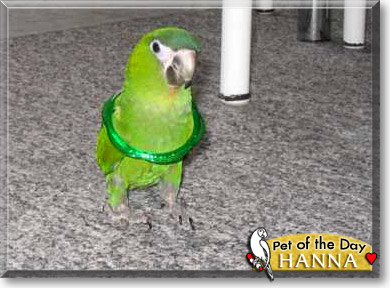 Hanna, the Pet of the Day Hanna, the Pet of the Day