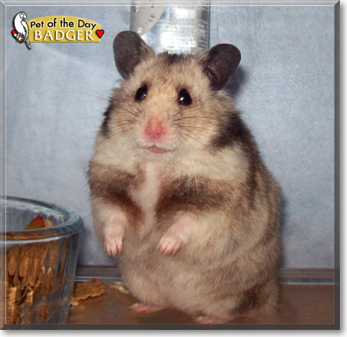 Badger, the Pet of the Day