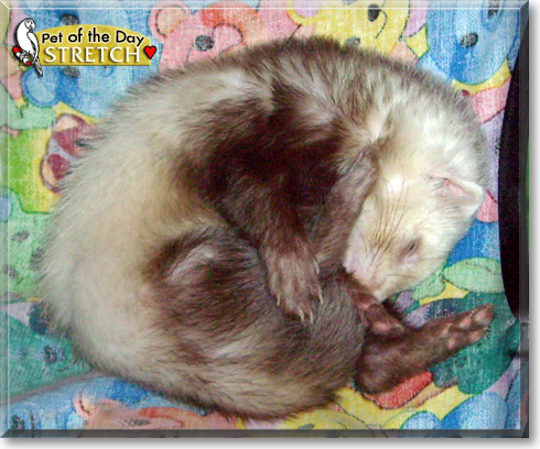 Stretch, the Pet of the Day