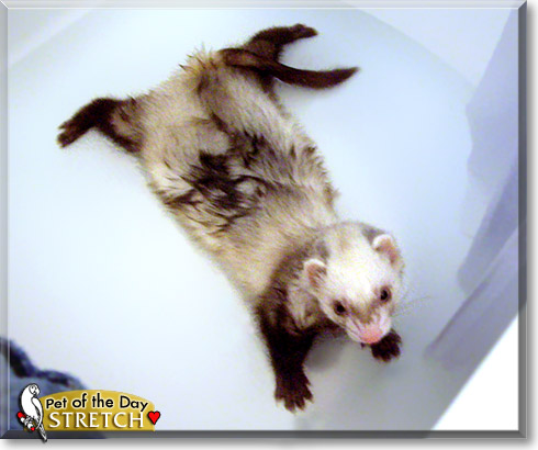 Stretch, the Pet of the Day