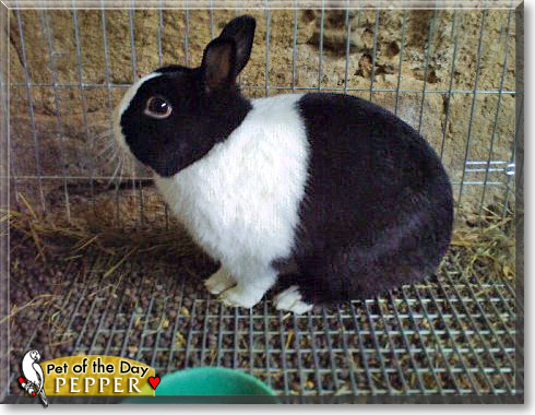 Pepper, the Pet of the Day Pepper, the Pet of the Day