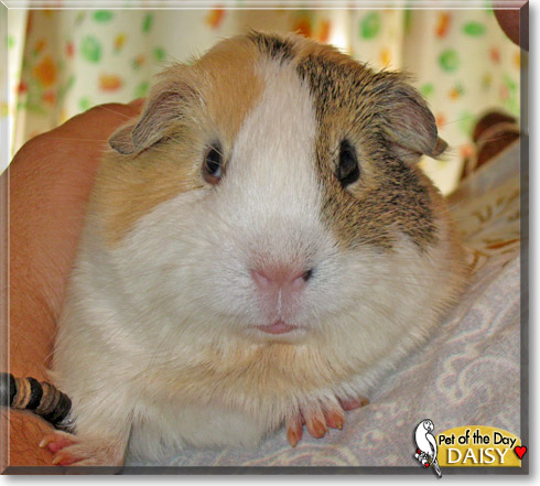 Daisy, the Pet of the Day Daisy, the Pet of the Day