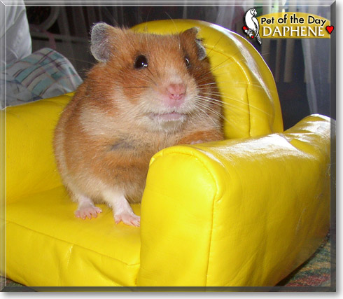 Daphene, the Pet of the Day