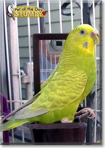 Stumpy, the Pet of the Day Stumpy, the Pet of the Day