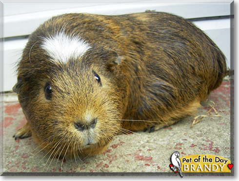 Brandy, the Pet of the Day