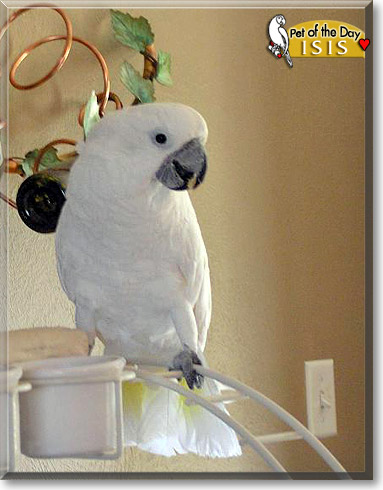 Isis, the Pet of the Day Isis, the Pet of the Day