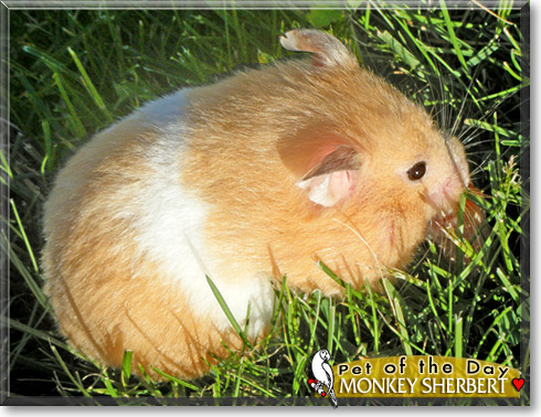 Monkey Sherbert, the Pet of the Day