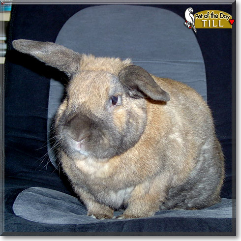 Till, the Pet of the Day Till, the Pet of the Day
