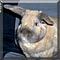 Pet of the Day