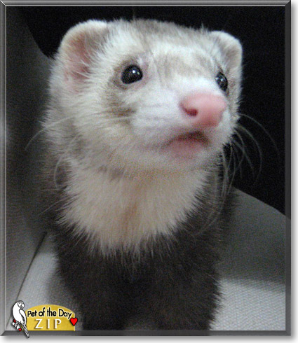 Zip, the Pet of the Day Zip, the Pet of the Day