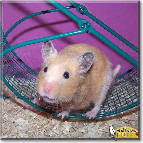 Puff, the Pet of the Day