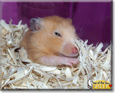 Puff, the Pet of the Day