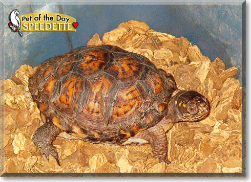 Speedette, the Pet of the Day