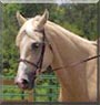 Bug the Quarter Horse