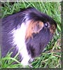 Reggie the Guinea Pig