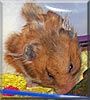 Smores the Teddy bear hamster