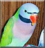 Maci the Indian Mustached Parakeet