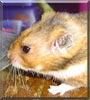 Fudge the Teddy Bear Hamster